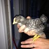 Dixiechick41