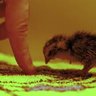 quailhaven