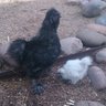 DesertSilkie