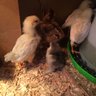 coleman chicks