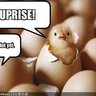 ChickenCuddlez