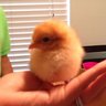 bubbleheadchick