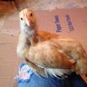 1countrychik