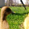 Mother Goosey