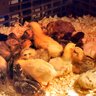 RichieChickies