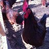 OzarkPigFarmer