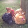 Crazy Chooks
