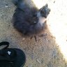 mopar silkie