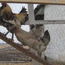 DaleChick
