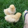 chick peeps