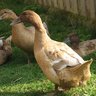 DuckmanZA