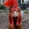 Desert Clucker
