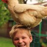 Ladycluckalot