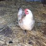 TheChookChick