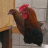 ChickenPharmer