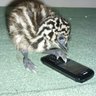CluckCluck20
