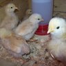 roostersgirl