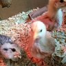 crazycheechens