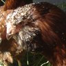 CluckAttack