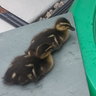 BabyDucks
