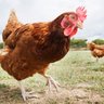 chicken lover32