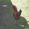 leghorn lover
