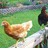 xXchickenkeeper