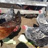 CoensChickens