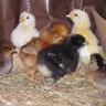 chickensAREus