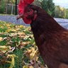 chickies614