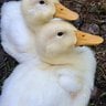 duckymama2