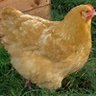 Lucy chick