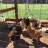 6LittleHens