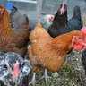 ChickenChick1