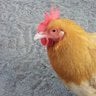 Chickenman7333
