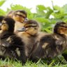 FluffyDucks