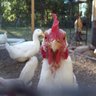 poultrypalooza