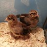 ChickenTraxx