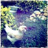 SDchicklove