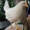 foundhen