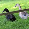 newducklady11