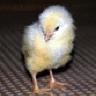 ChickySteph