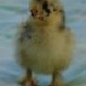 chickenwrangler