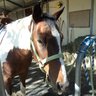 Horsegirl412