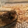 mammaquail