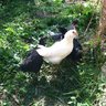 CityGirlChicken