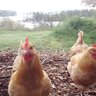 A Island Chicks