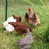HEN-tabulous