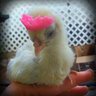 DollFeathers