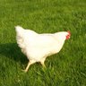 SassyHen